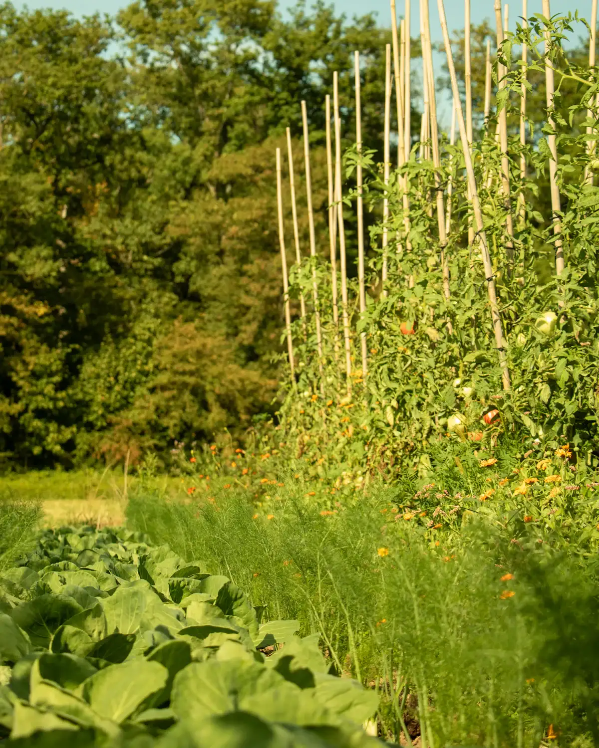 A row of tall supports holding up tomato plants in a sunny vegetable garden
