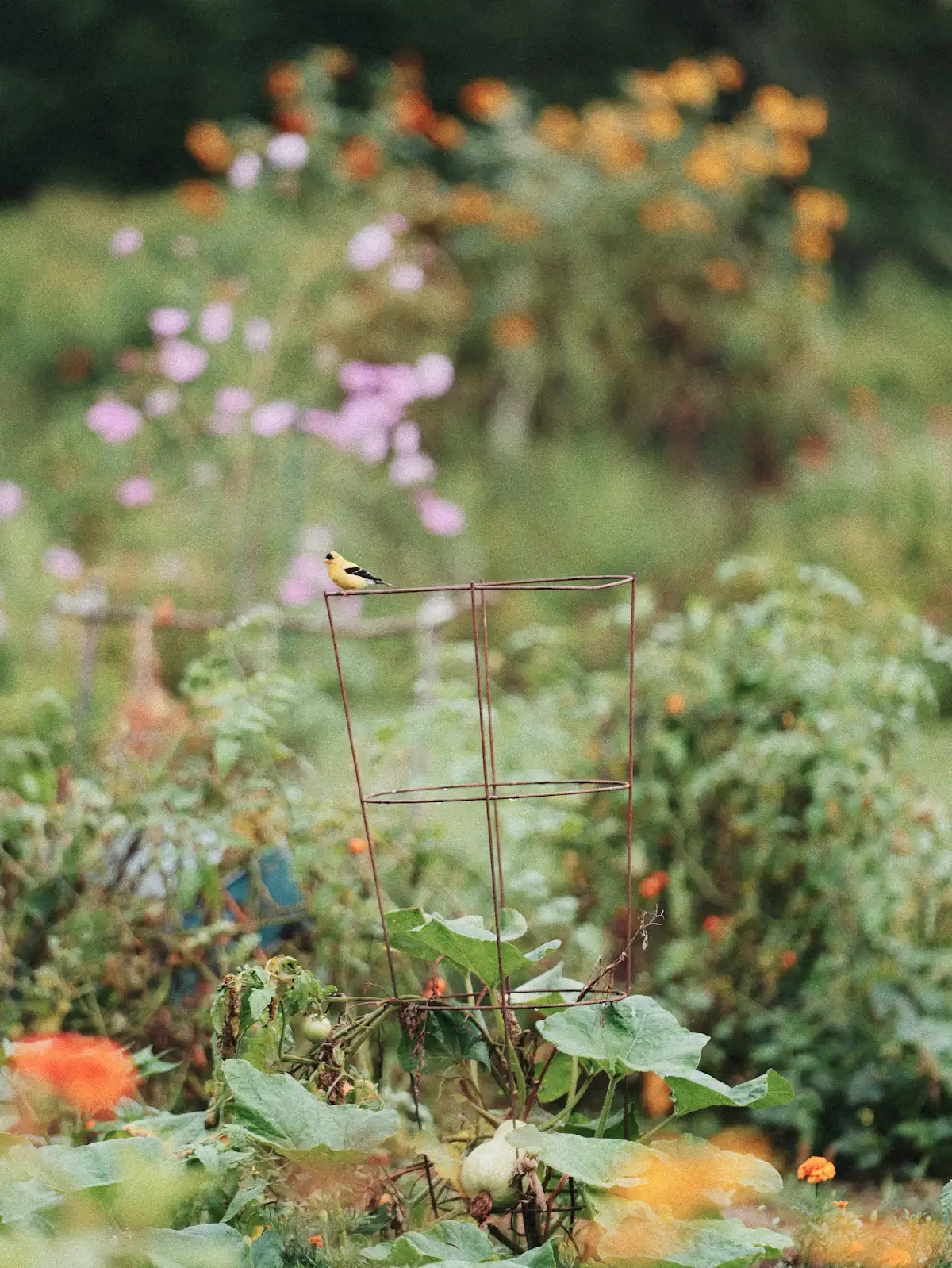 A wire tomato cage in a summer vegetable bed with a goldfinch perched on top