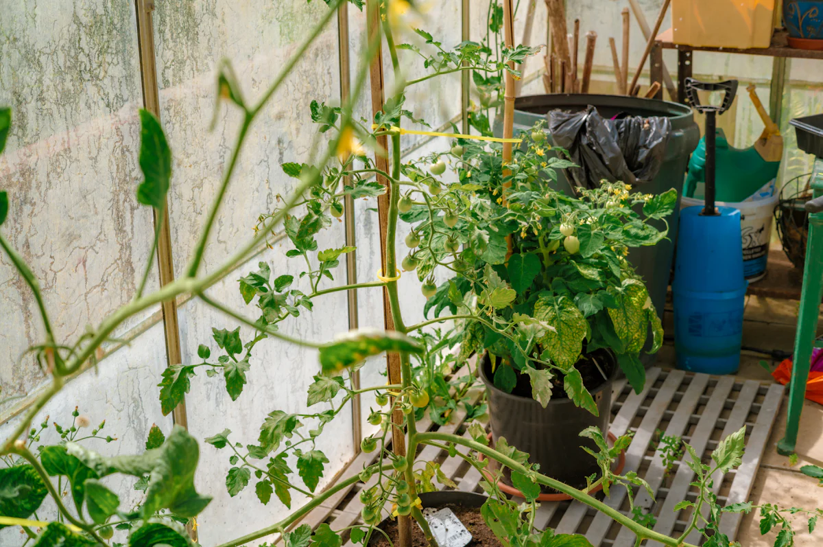 Tomato plants tied to tall canes inside a small home greenhouse, with a potted tomato and watering gear on the slatted bench