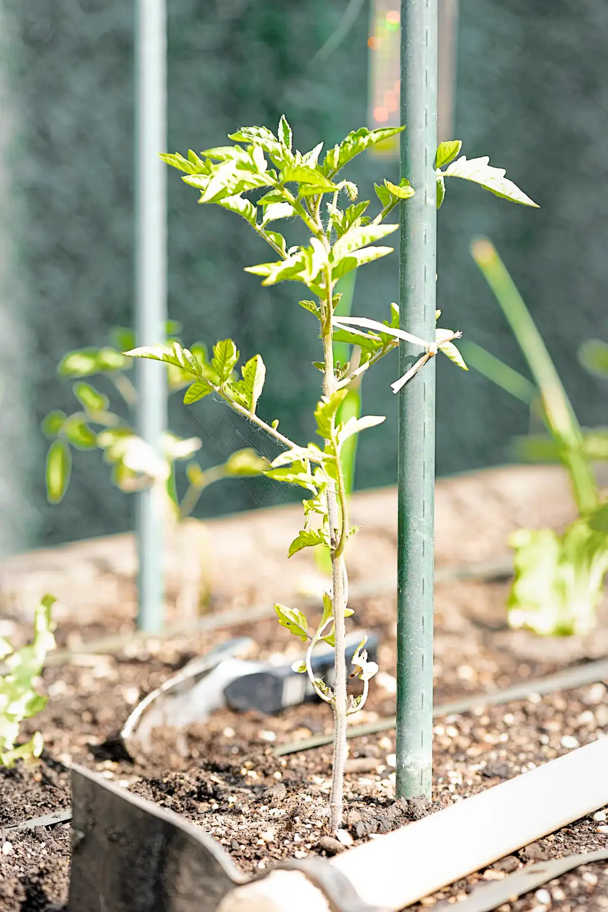 A young tomato plant in a raised bed beside a green garden stake