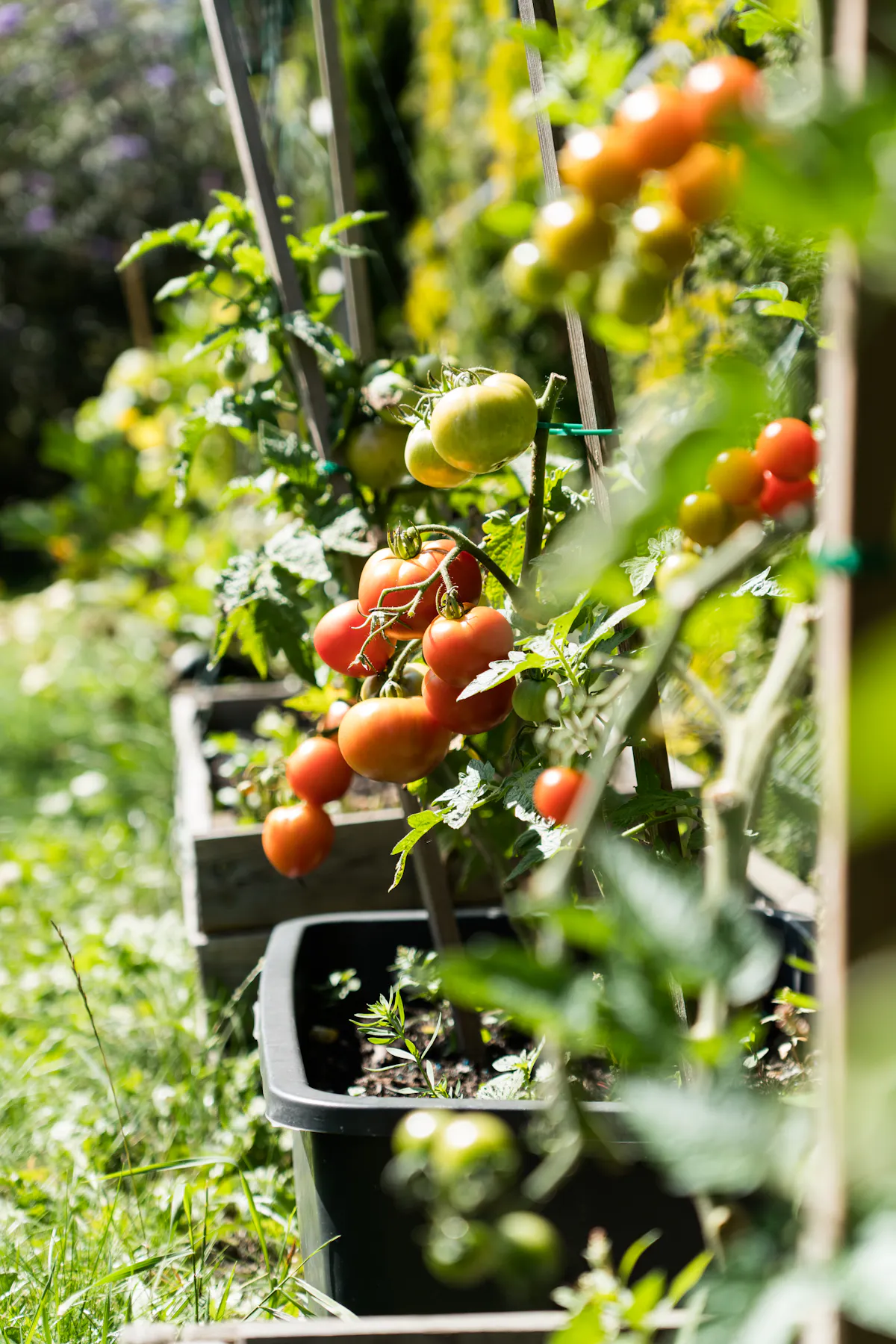 Cherry tomato plants in containers, each tied to a tall upright support