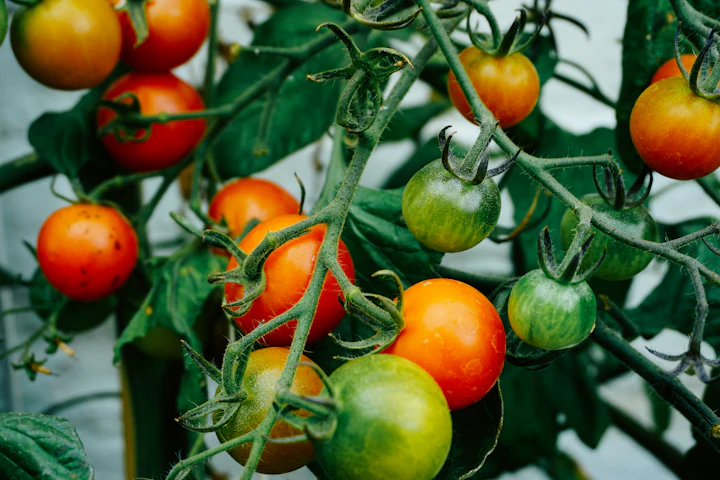 Clusters of cherry tomatoes ripening on an upright vine