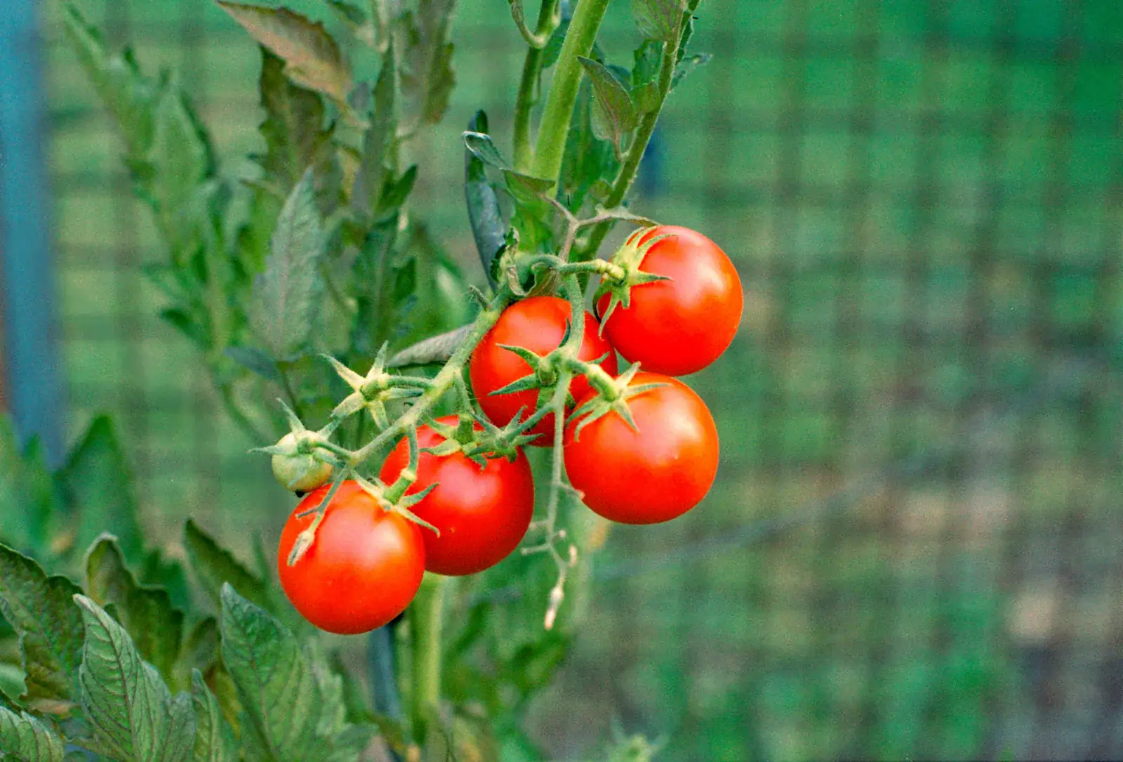Ripe cherry tomatoes hanging from a vine in front of green garden netting